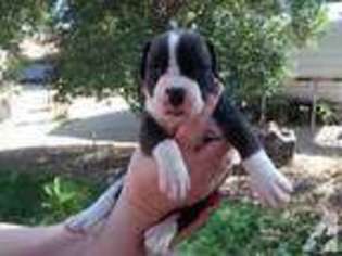 Boxer Puppy for sale in RED BLUFF, CA, USA
