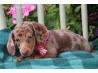 Dachshund Puppy for sale in Eden Valley, MN, USA