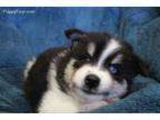 Siberian Husky Puppy for sale in Sandy, UT, USA