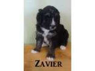 Mutt Puppy for sale in New Oxford, PA, USA