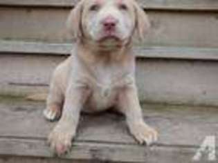 Labrador Retriever Puppy for sale in MCHENRY, IL, USA