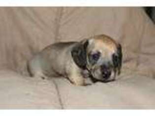 Dachshund Puppy for sale in Miller, MO, USA