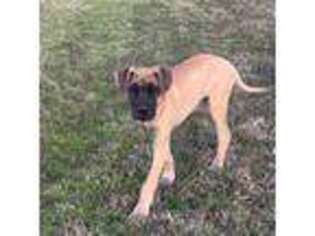 Great Dane Puppy for sale in Collinsville, TX, USA