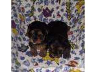 Yorkshire Terrier Puppy for sale in COLTON, OR, USA