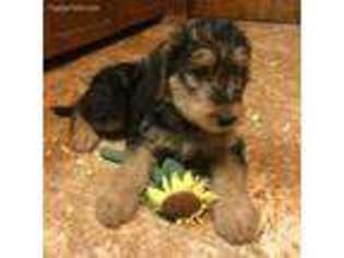 Airedale Terrier Puppy for sale in Wichita, KS, USA