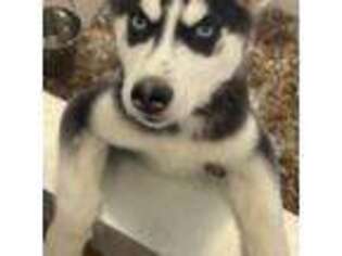 Siberian Husky Puppy for sale in Lawrence, MA, USA