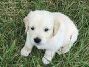 Golden Retriever Puppy for sale in White Post, VA, USA