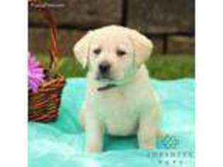Labrador Retriever Puppy for sale in Paradise, PA, USA
