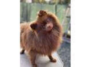 Pomeranian Puppy for sale in Sacramento, CA, USA