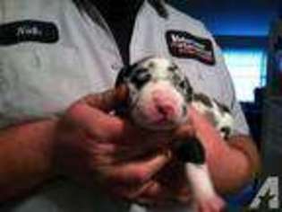 Great Dane Puppy for sale in OLIVER SPRINGS, TN, USA