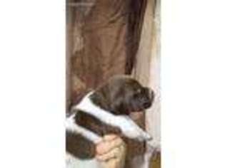 German Shorthaired Pointer Puppy for sale in Lawn, PA, USA