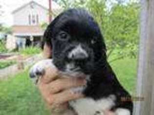 Cocker Spaniel Puppy for sale in New Enterprise, PA, USA