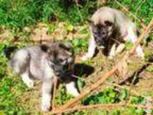 German Shepherd Dog Puppy for sale in WALKERSVILLE, MD, USA