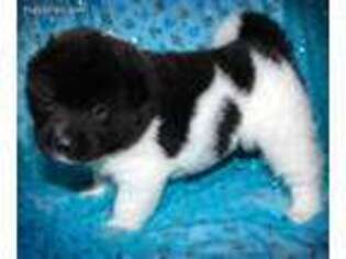 Akita Puppy for sale in Frederick, CO, USA