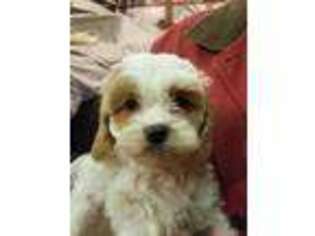 Cavapoo Puppy for sale in Wauseon, OH, USA