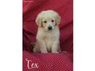 Goldendoodle Puppy for sale in Kemp, TX, USA