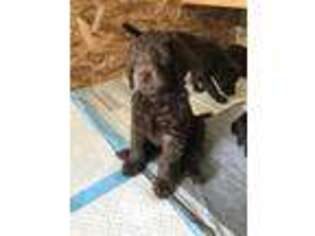 Labradoodle Puppy for sale in Corvallis, OR, USA