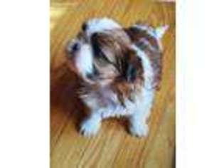 Mutt Puppy for sale in Chittenango, NY, USA
