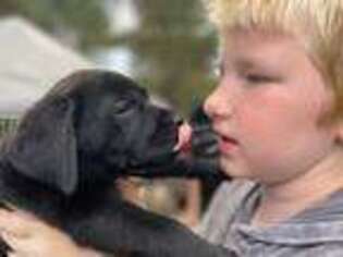 Labrador Retriever Puppy for sale in Flint, TX, USA