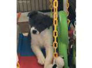 Border Collie Puppy for sale in Springfield, KY, USA