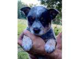 Australian Cattle Dog Puppy for sale in Taylorsville, NC, USA