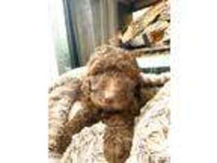 Labradoodle Puppy for sale in Lilburn, GA, USA