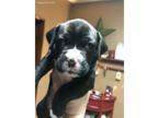 Boxer Puppy for sale in Williamson, WV, USA