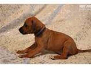 Rhodesian Ridgeback Puppy for sale in Des Moines, IA, USA