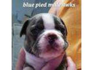 Boston Terrier Puppy for sale in Warrenton, MO, USA