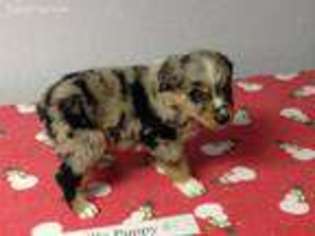 Australian Shepherd Puppy for sale in Modesto, CA, USA