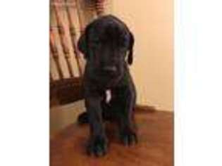 Great Dane Puppy for sale in Lagrange, GA, USA