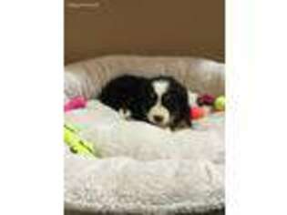 Bernese Mountain Dog Puppy for sale in Batesville, IN, USA