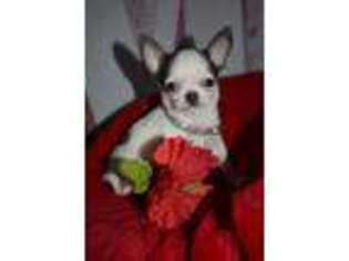 Chihuahua Puppy for sale in Gloucester, VA, USA