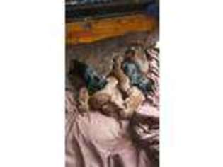 Doberman Pinscher Puppy for sale in Minneapolis, MN, USA