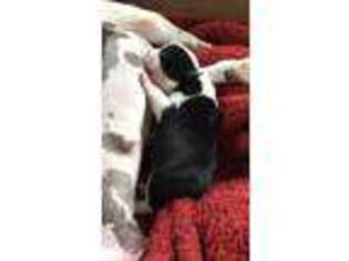 Boston Terrier Puppy for sale in Waconia, MN, USA
