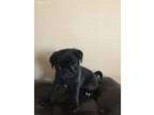 Pug Puppy for sale in Moorhead, MN, USA