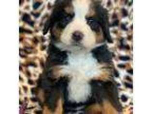 Bernese Mountain Dog Puppy for sale in Madill, OK, USA