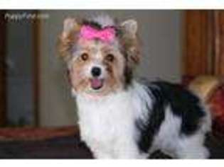 Biewer Terrier Puppy for sale in Lennon, MI, USA