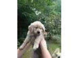 Golden Retriever Puppy for sale in EAST KINGSTON, NH, USA