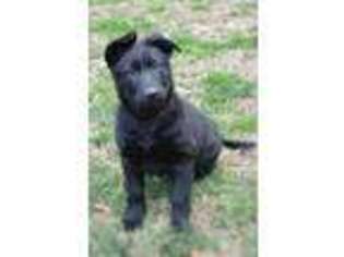 Mutt Puppy for sale in Ransom, KY, USA