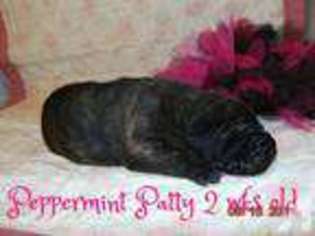 Mastiff Puppy for sale in MINERAL WELLS, TX, USA