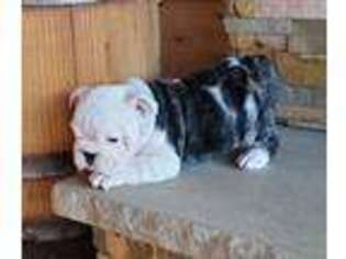Bulldog Puppy for sale in Palmyra, MO, USA