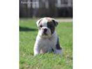 Olde English Bulldogge Puppy for sale in Cost, TX, USA