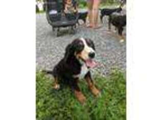 Greater Swiss Mountain Dog Puppy for sale in Ephrata, PA, USA