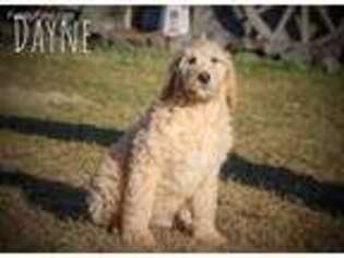 Goldendoodle Puppy for sale in Plummer, ID, USA