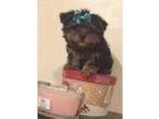 Yorkshire Terrier Puppy for sale in Framingham, MA, USA