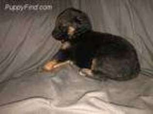 German Shepherd Dog Puppy for sale in Conway, SC, USA