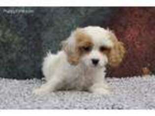 Cavapoo Puppy for sale in Eden Valley, MN, USA