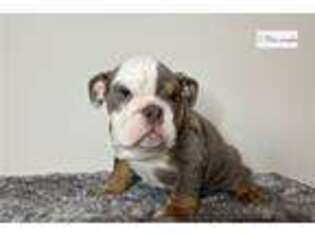 Bulldog Puppy for sale in San Antonio, TX, USA