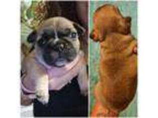 French Bulldog Puppy for sale in Danville, KY, USA